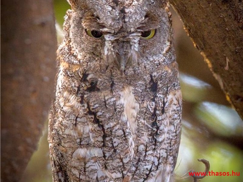 Az öreg falu, a vén platán és a folyók meséje